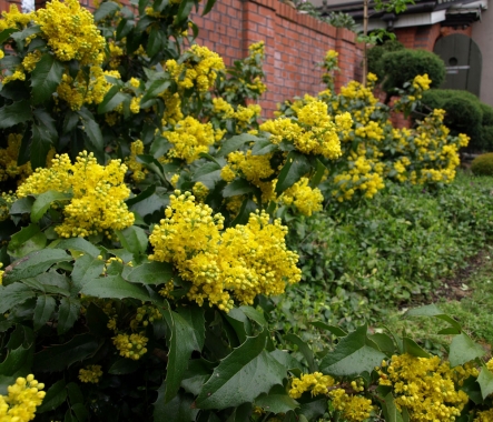 Mahonia pospolita (Mahonia aquifolium) Smaragd